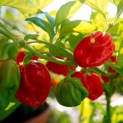 9020 F1 - семена горького перца, 500 сем., ранний, Lark Seeds